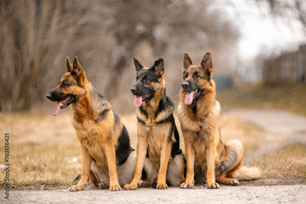 Fototapeta premium group of german shepherd dogs