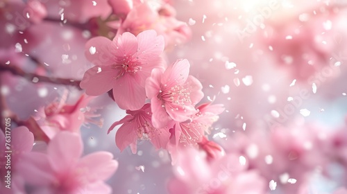 Close-up delicate sakura blossoms, warm glow on the flurry of petals adrift in the soft spring breeze