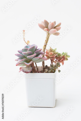 Pastel color succulent garden with Echeveria Orpet on white background photo