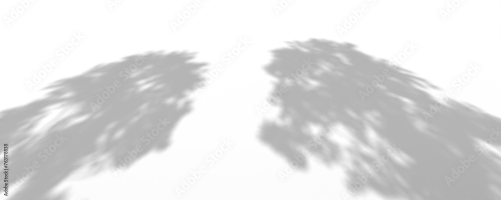 3D Render Plant And Tree Shadow 3D Render Plant And Tree Shadow