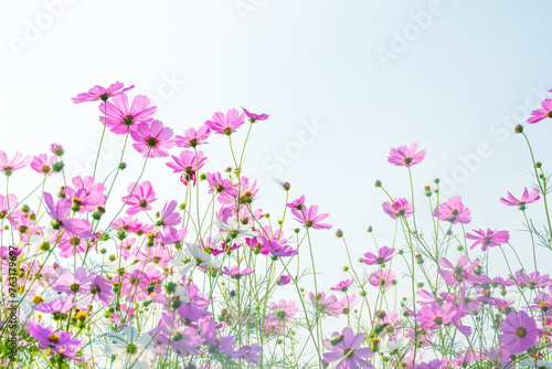 Pink cosmos flowers full blooming in summer garden,Field of cosmos flower on blue sky background,Selective focus.