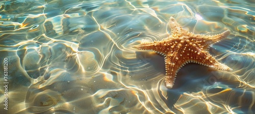 Starfish floating on the clear water of an exotic beach, creating a stunning summer background. The sunlight reflects off the crystal clear sea surface © Sabina Gahramanova