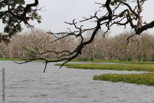 tree in the lake
