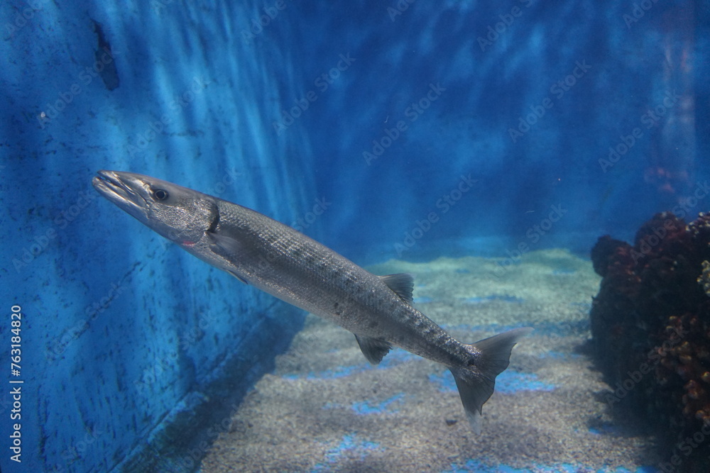 Obraz premium milkfish
