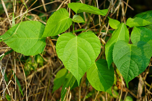 Love shaped leaves, Heart shaped leaves, Gmelina arborea leaf