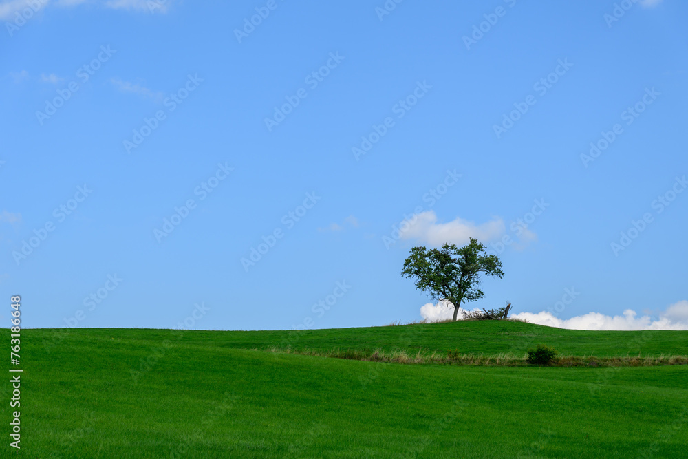 Stand alone tree on a green hill with blue sky