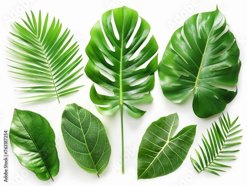 A collection of various tropical leaves isolated, showcasing diverse shapes and textures.