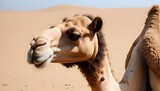 A Camel Chewing Cud With A Contemplative Expressio Upscaled 4