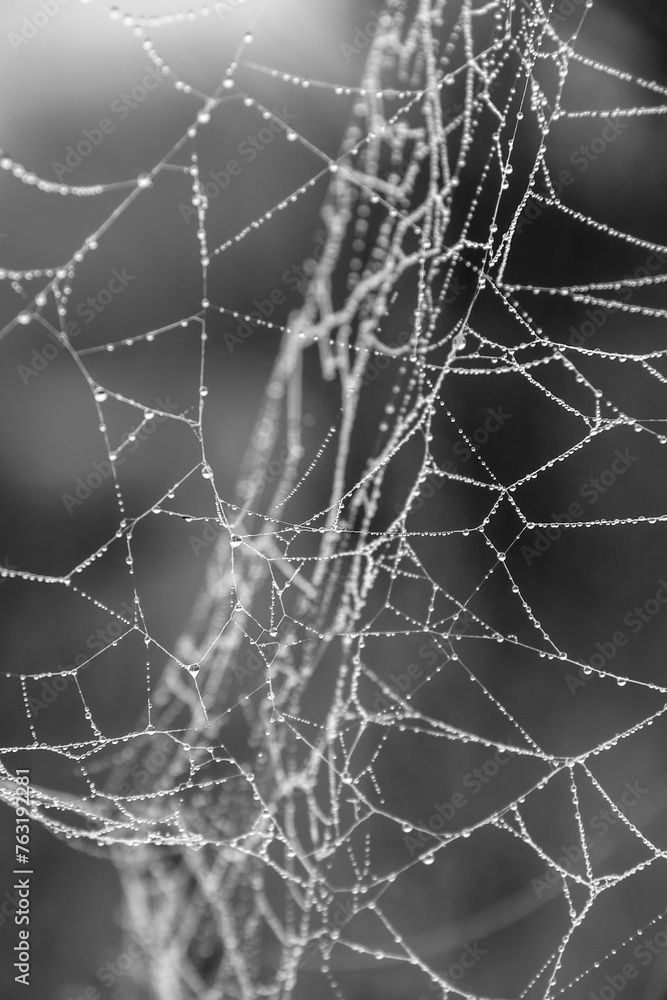 Spider web with dew drops in the forest Spider web with dew drops in the forest