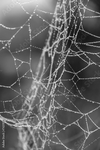 Spider web with dew drops in the forest