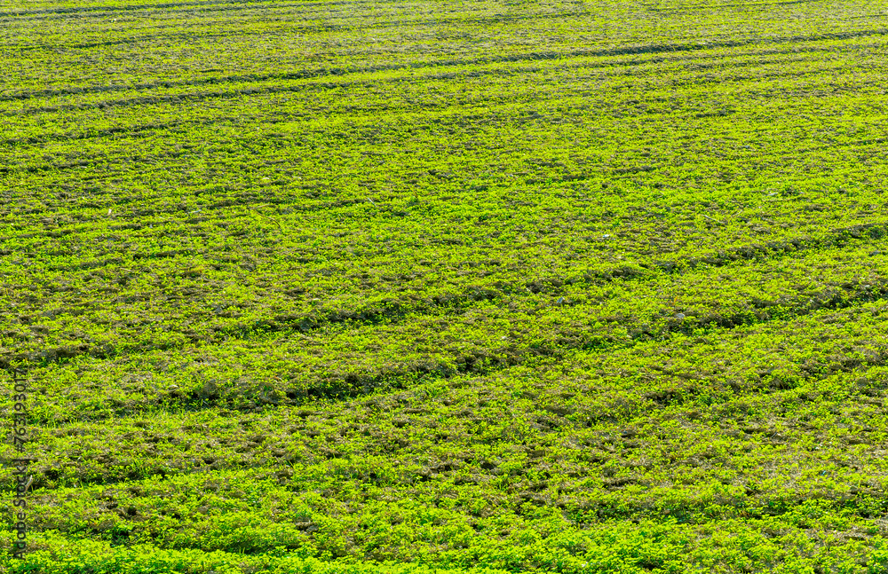 natural background of spring green field with rows of toung salad growth. Agricultural landscape concept natural background of spring green field with rows of toung salad growth. Agricultural landscape concept