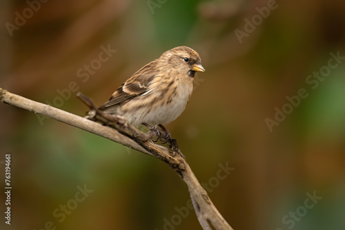 Red poll,fe male, Carduelis flammea, perched on a branch