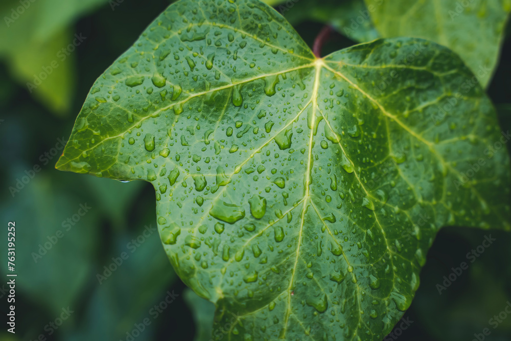 Drops after rain on a green English ivy leaf close-up, nature background Drops after rain on a green English ivy leaf close-up, nature background