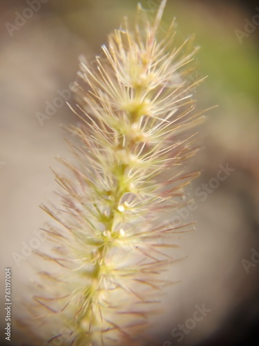 close up of a grass