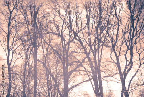 Trees, branches reflection in a lake, spring, fantastic, abstract shapes. © Szymon