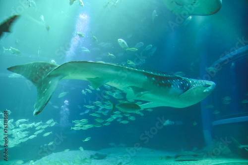 水族館　水槽の中を中を気持ちよさそうに泳ぐジンベイザメ © FURISHO
