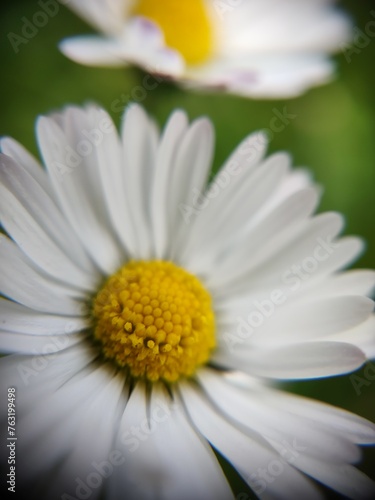 Fototapeta Naklejka Na Ścianę i Meble -  daisy flower closeup