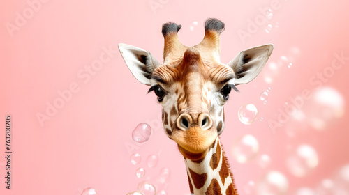 A giraffe wrapped in a pink towel after a bath