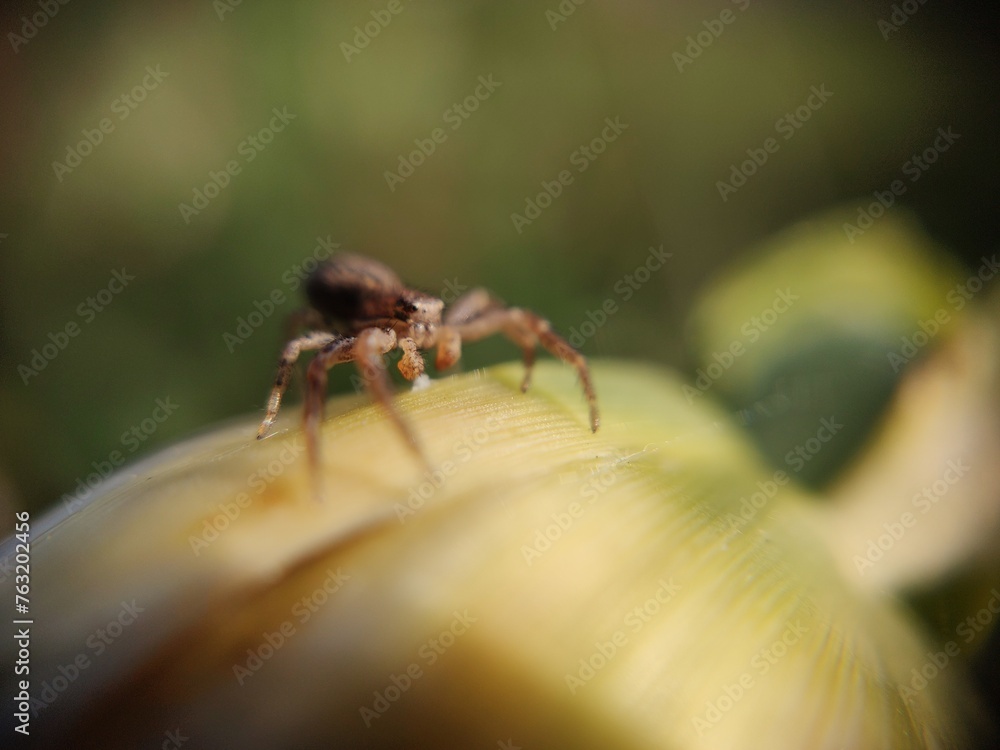 spider on a flower spider on a flower