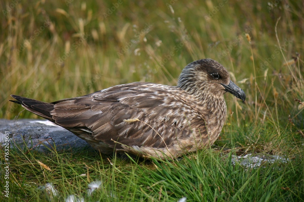 Great skua. Runde, Norway. Great skua. Runde, Norway.