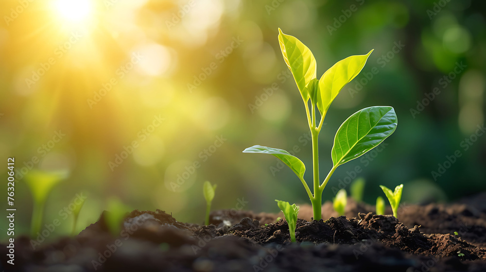 Saving environment, save clean planet, ecology concept. World Earth Day. Young plants growing at sunlight Saving environment, save clean planet, ecology concept. World Earth Day. Young plants growing at sunlight