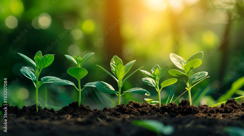Saving environment, save clean planet, ecology concept. World Earth Day. Young plants growing at sunlight Saving environment, save clean planet, ecology concept. World Earth Day. Young plants growing at sunlight