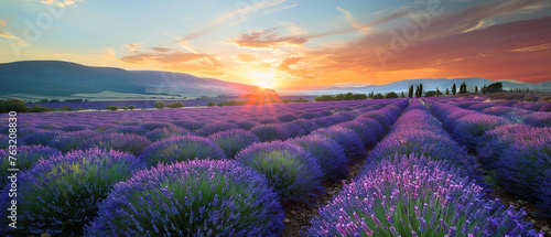 sunset over the lavender fields with a clear sky, with empty copy space