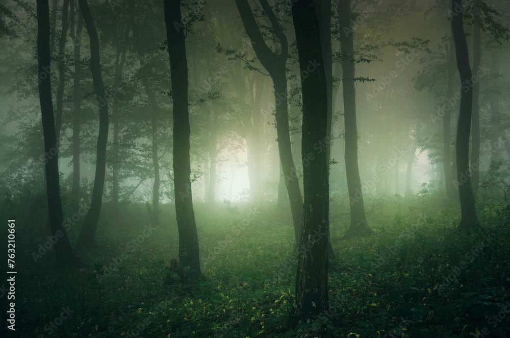 misty green forest in the morning