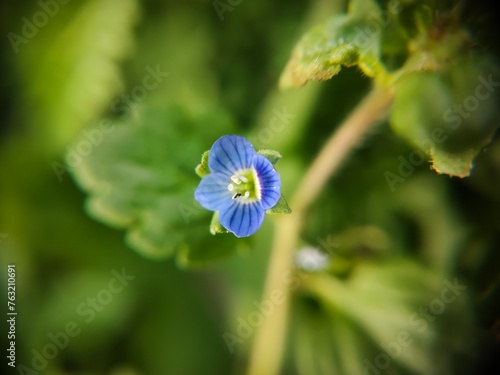 close up of a flower photo