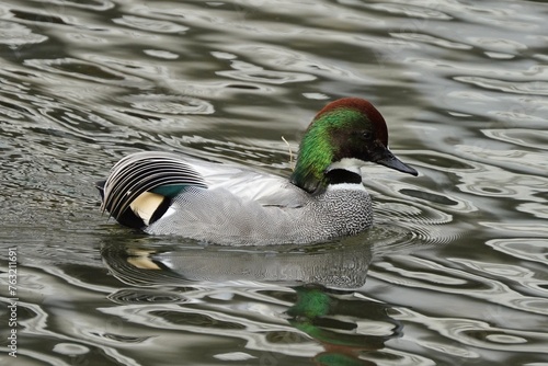 The falcated duck is a gadwall-sized dabbling duck from the east Palearctic. photo