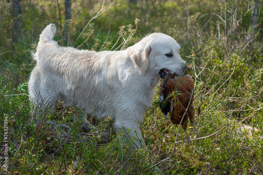 Beautiful golden retriever carrying a shot down game. Beautiful golden retriever carrying a shot down game.