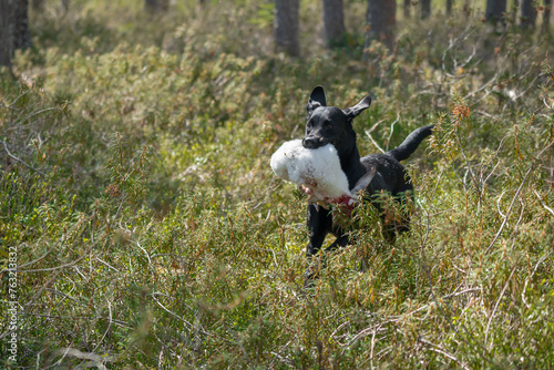 Beautiful labrador retriever carrying a shot down game.