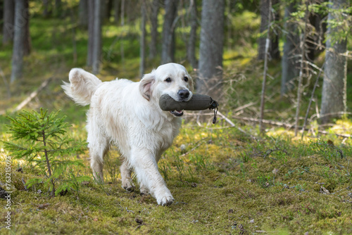 Beautiful golden retriever dog carrying a training dummy in its mouth.