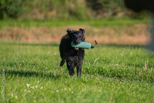 Beautiful flat-coated retriever carrying a training dummy in its mouth.