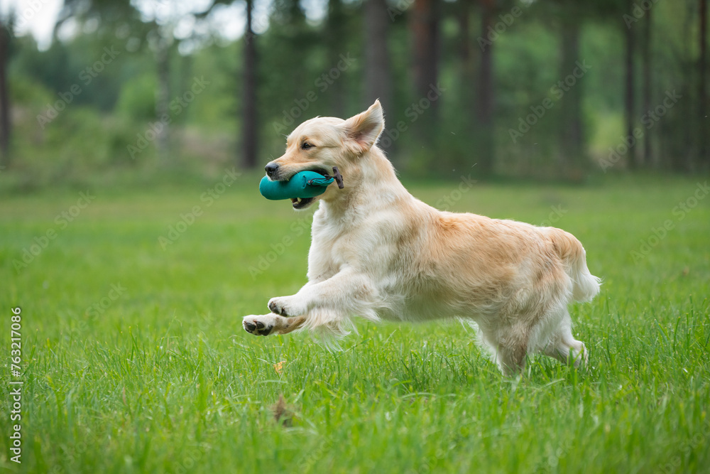 Beautiful golden retriever dog carrying a training dummy in its mouth. Beautiful golden retriever dog carrying a training dummy in its mouth.