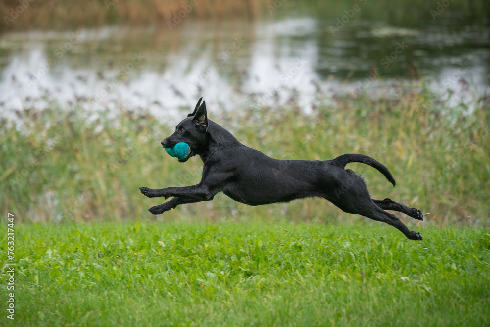 Beautiful labrador retriever carrying a training dummy in its mouth. Beautiful labrador retriever carrying a training dummy in its mouth.