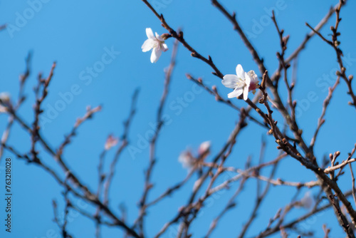 寒い冬に咲く冬桜