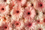 many pink and pastel peach gerbera flowers background pattern