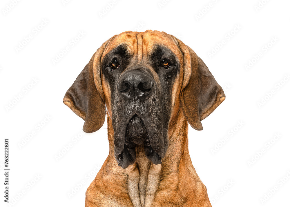 Great Dane dog portrait close up isolated on white studio background