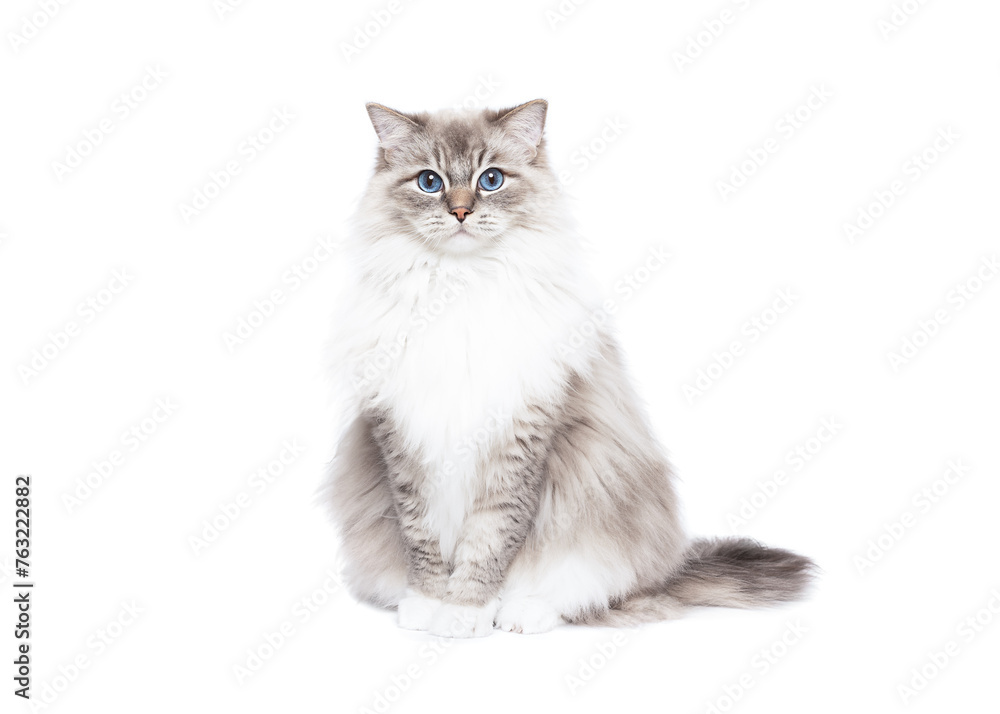 Obraz premium Ragdoll cat sitting on white studio background portrait