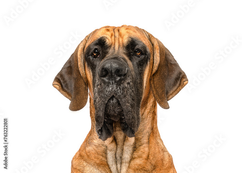 Great Dane dog portrait close up isolated on white studio background