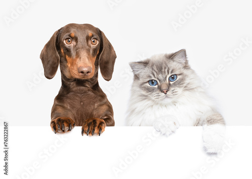 Dachshund dog and Ragdoll cat best friends peeking isolated on white studio background
