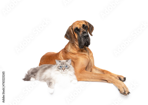 Great Dane dog and Ragdoll cat unusual friendship lying isolated on white studio background