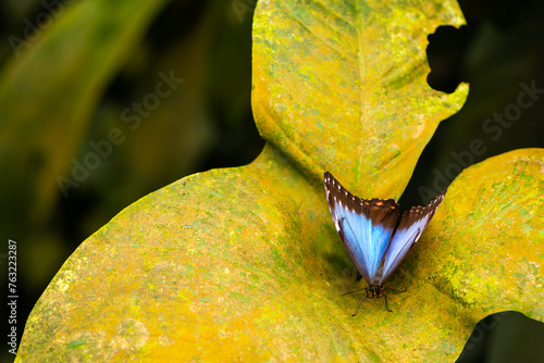 Beautiful blue butterfly Morpho peleides in a green 