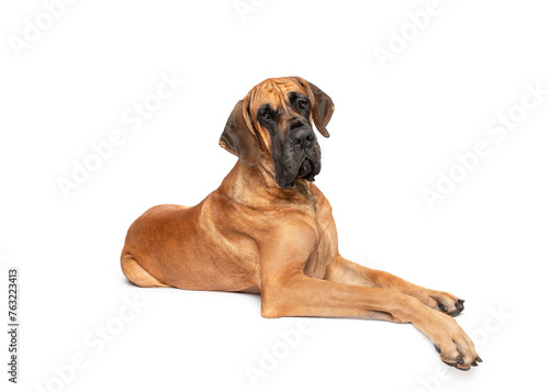 Great Dane dog lying isolated on white studio background large dog breed portrait