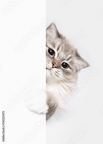 Ragdoll cat peeking around corner on white studio background