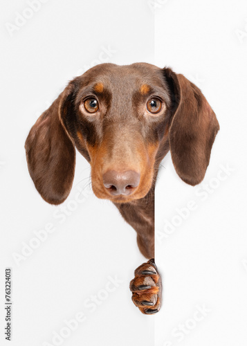 Dachshund dog peeking portrait on white studio background