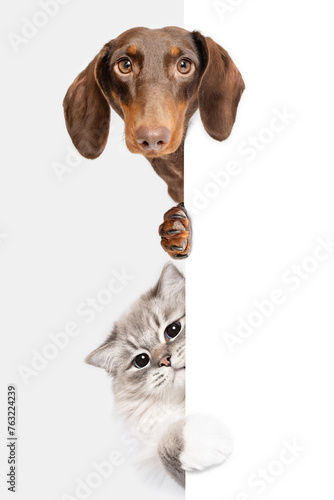 Dachshund dog and Ragdoll cat best friends peeking isolated on white studio background