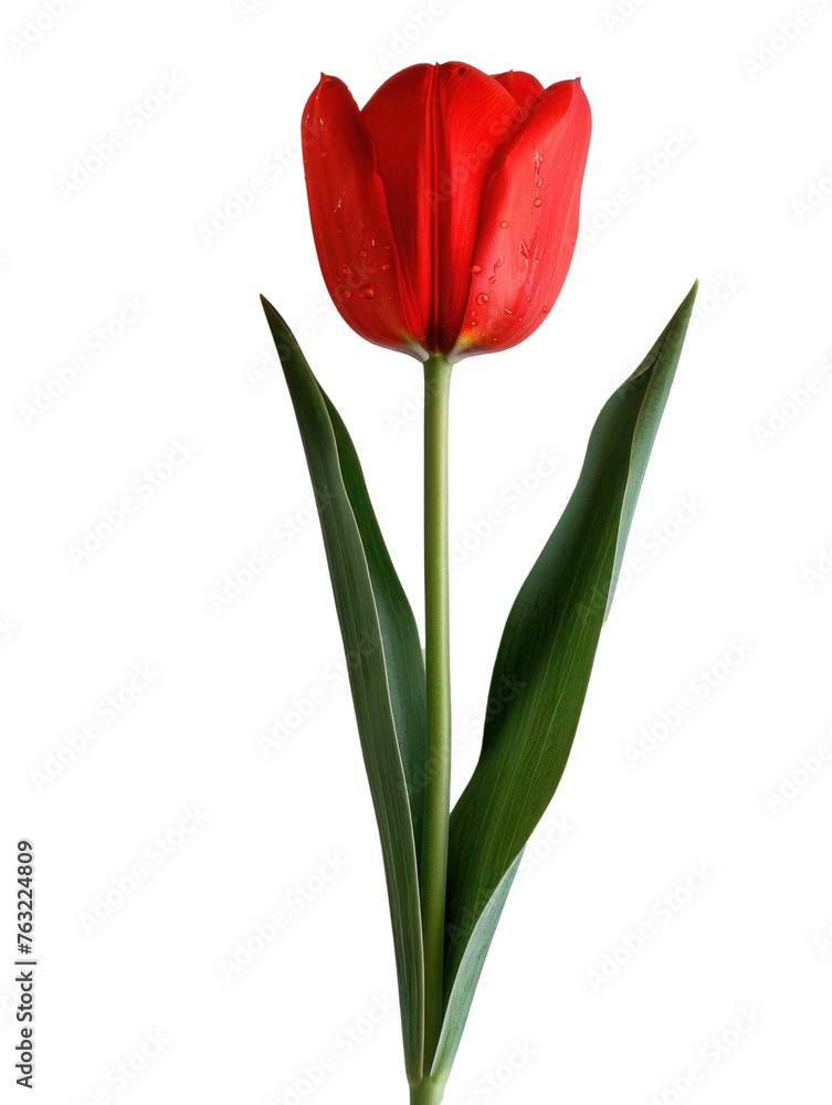 red tulip isolated on white red tulip isolated on white