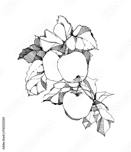 Drawing three apples branch sketch